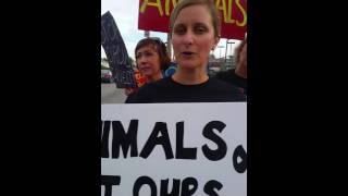 CINCINNATI PROTEST OF ZERBINI FAMILY CIRCUS amp RANCHOS LOS EXCLUSIVOS BULL RIDING HAM CO FAIR [upl. by Nahtaj]