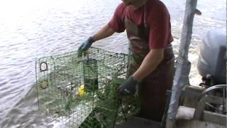 Blue Crab Fishing cajun style in south louisiana [upl. by Hcahsem]