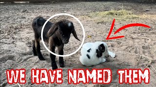 Baby Goats Get Names [upl. by Theo]