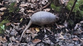 SimpleSolutionsDivacom Got Armadillos Keep Them Away Naturally amp Humanely [upl. by Ymor84]