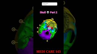 Human body organ  Anatomy of skull Part 2 skull shorts medical medicare143 [upl. by Aneehsak454]