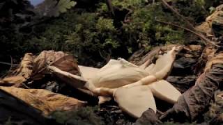 Earthstar fungi opening time lapse Spores are spread by falling raindrops [upl. by Cuthburt113]