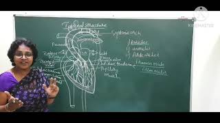 second interinternal structure of Heart [upl. by Tedmann]