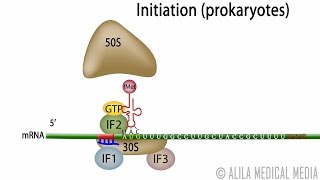 Animation of Protein Synthesis Translation in Prokaryotes [upl. by Yenettirb]