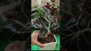 Lets repot Alocasia shorts alocasia repotting plants gardening [upl. by Olag]