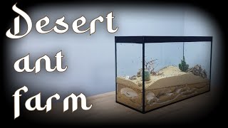 DESERT IN A TERRARIUM HOW WE CREATED A UNIQUE FORMICARIUM FOR ANTS [upl. by Annauqaj]