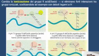 La denaturazione delle proteine HD [upl. by Starobin707]