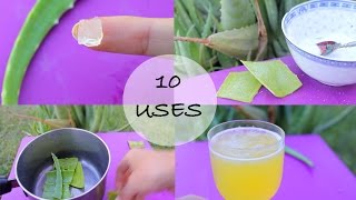 10 ways I use Aloe Vera  Love this stuff [upl. by Arodasi]