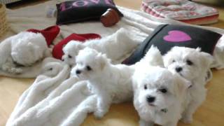 Maltese Puppies at 8 Weeksmp4 [upl. by Yraht]