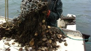 Nantucket Scalloping Nov 2012 [upl. by Katya300]