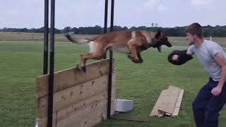 Belgian Malinois In Action [upl. by Rik566]