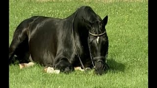 Kostolany  Famous trakehner stallion Totilas Blue Hors Matine [upl. by Oterol717]