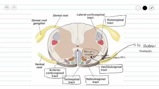 Genernal Descending Motor Pathway and the Corticospinal Pathway [upl. by Oinimreh]