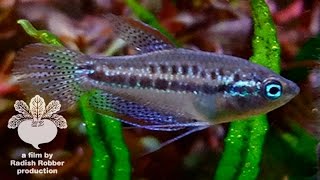 水槽内で野生化したピグミーグラミー Trichopsis pumila Pygmy gourami Sparkling gourami [upl. by Esom452]