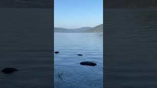 Nature Walk  Loch Ness Scotland [upl. by Layne]