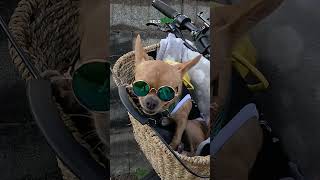 ДРИМ тим dostawa cute dog chihuahua доставка dostawajedzenia работавпольше glovo [upl. by Olrak880]