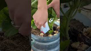 Beautiful balcony garden with hydrangeas Flower care tips from kitchen waste [upl. by Alket561]