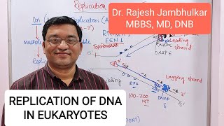 2 Replication of DNA in Eukaryotes New [upl. by Sig]