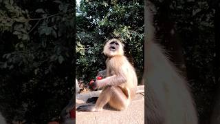 Aha Tamatar Bade Mazedaar  Tomato Lover shorts wildlife nature funny [upl. by Ludlow]