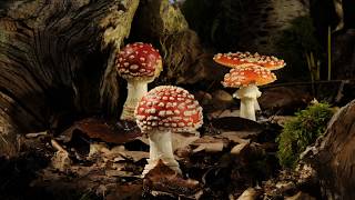 Woodland fungi growing time lapses Fly agaric Shaggy ink and Earthstar [upl. by Noevad292]