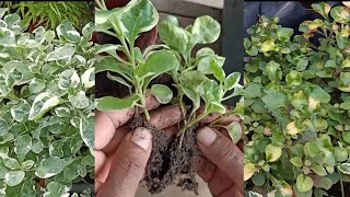 How To Propagate Alternanthera Ficoidea White Carpet Brazilian Snow Flower Snow Carpet [upl. by Adanama]