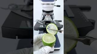 Bergamot under a microscope 🍋🔬amazing facts experiment [upl. by Noed]