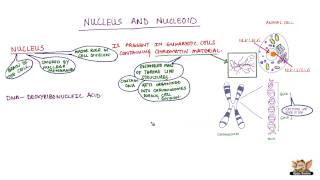 Nucleus and Nucleoid [upl. by Rafferty]