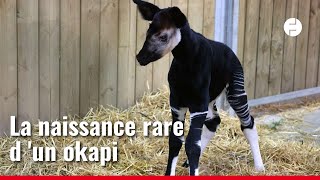 Pour la première fois de son histoire un bébé okapi naît au Bioparc de DouélaFontaine [upl. by Ahset]