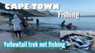 Cape Town Fishing  Yellowtail Trek net fishing at Simon’s Town Long Beach [upl. by Bullock820]