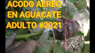 COMO HACER ACODO AEREO EN AGUACATE ADULTO F4CIL Y LIGERO DE AHACER  SOLO ACODO AEREO 2021 [upl. by Paloma]