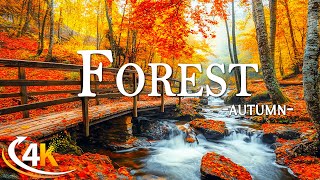 Enchanting Autumn Forests with Beautiful Piano Music🍁4K Autumn Ambience amp Fall Foliage🍁4K Video UHD [upl. by Nasho]