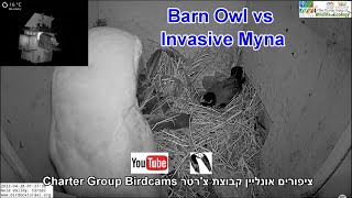 The Barn Owl Vs The Killer Invasive Myna this battle was totally overrated [upl. by Syla]