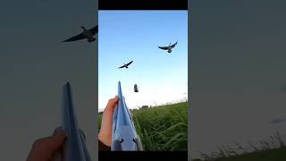 This was too close but i missed out shot😩 youtubeshorts birdhunting goosehunting duckhunting [upl. by Oflodor]