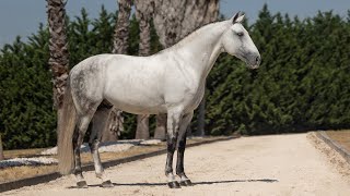 Horse for Sale  Grand Prix Lusitano Stallion with International Show Record ref856 [upl. by Darce]