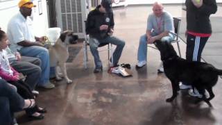 Dog training with South African Boerboel Mastiff  Part 1 [upl. by Inalaek]