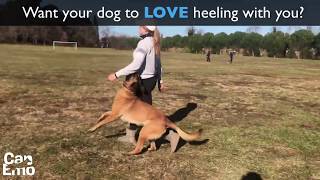 Heeling Tip for Schutzhund [upl. by Anyk]