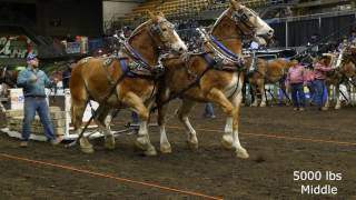 2016 Farm Fair International Horse Pulls [upl. by Kenison]