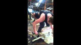 matene shearing lambs [upl. by Ttcos]