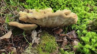 Berkeleys Polypore  Stump Blossom [upl. by Ennairam]