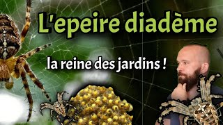 Lepeire diadème la reine des jardins   Tout savoir sur cette araignée ou presque [upl. by Rex]