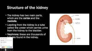 Excretion in humans  IGCSE Biology 0606 [upl. by Amik]