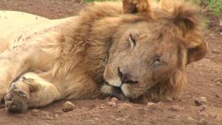 Ngorongoro Crater amp Serengeti Tanzania [upl. by Imak]