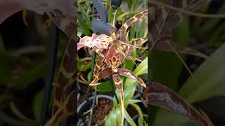 Spider Orchid  Miltassia Shelob Orchid Brassia Caudata [upl. by Haya826]