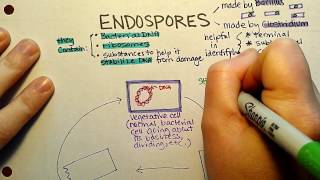 Endospore Sporulation [upl. by Bayer]