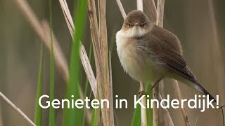 Genieten in Kinderdijk 1236 [upl. by Ot]