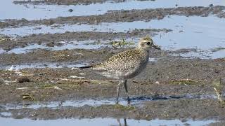 American golden plover at Muirhead springs 1 [upl. by Dadirac456]