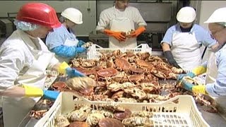 Crab Processing  04 [upl. by Mcgray]