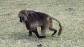 Ethiopia  Gelada baboons [upl. by Bailar]