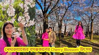 Cherry blossomএবছর বসন্তকালে আমস্টারডামের চেরি ফুলের উৎসব Cherry Blossom Festival in Netherlands [upl. by Hanni]