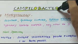 Campylobacter  Microbiology  Handwritten notes [upl. by Sirromed]